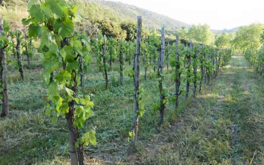 Viñedos en el Alto Penedés