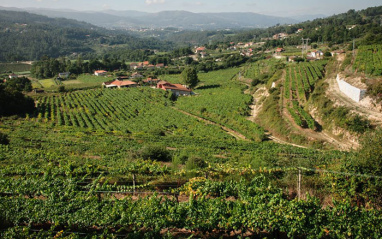 Vista general de los viñedos 