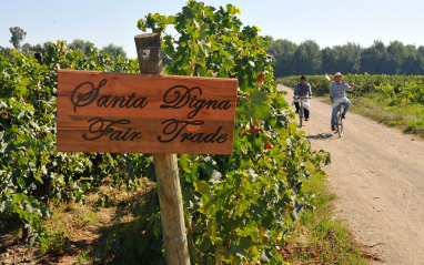 Paseantes en bici junto a las cepas