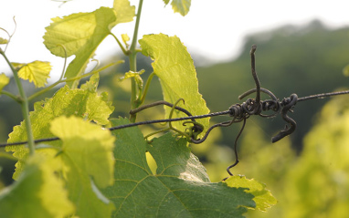 La bodega cultiva las viñas siguiendo los principios de la biodinámica