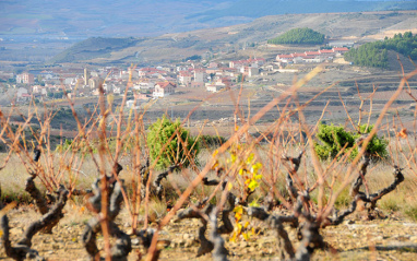 Vista desde la viña