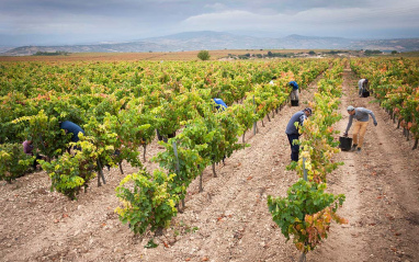 Trabajadores en los viñedos