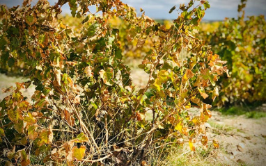 Viñedos en otoño