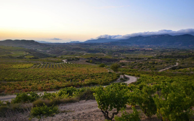 Vista general de los viñedos