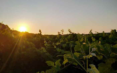 Puesta de sol en el viñedo