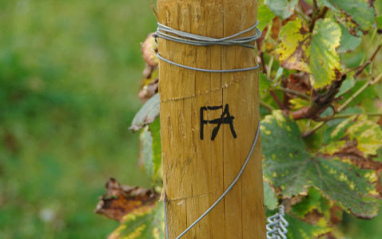 Detalle de un poste en el viñedo
