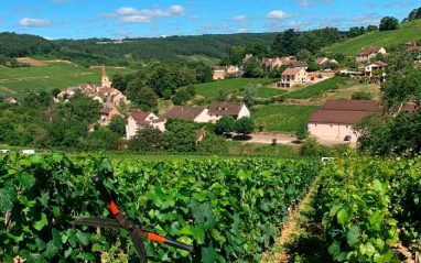 Viñedos en Borgoña