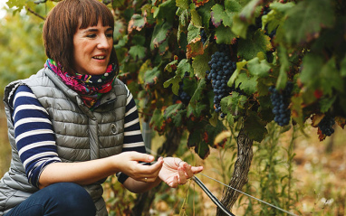 Probando la uva en el propio viñedo