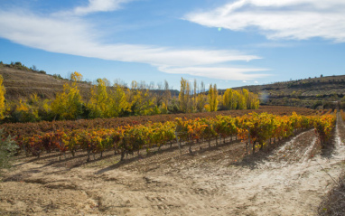 Viñedos en espaldera