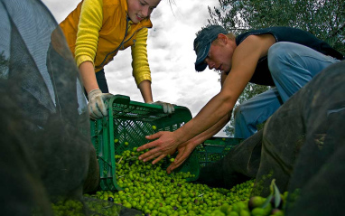 Recogida de la aceituna