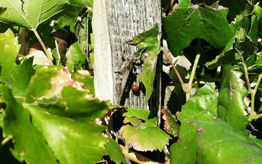 Detalle de viñedo con diversidad
