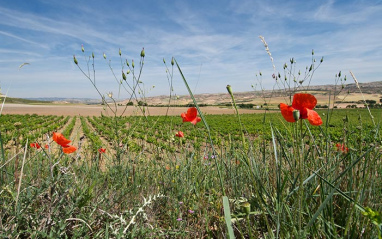 Perspectiva de los viñedos