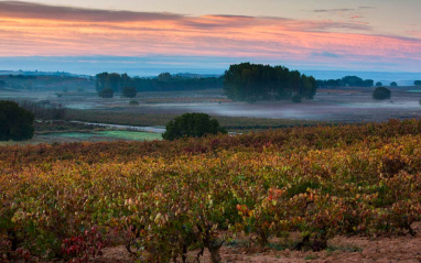 Vista de los viñedos con niebla