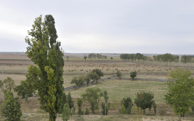 Vista de la finca con el ganado al fondo