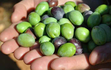 Aceitunas