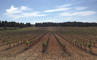 Panorámica de viñedo del pago Los Balagueses