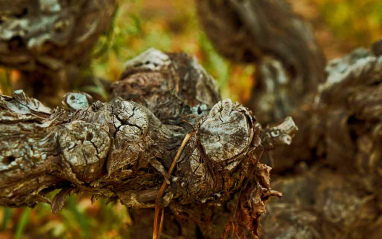 Detalle de cepa vieja