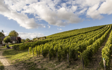 Viñedo en pendiente de Pascal Jolivet