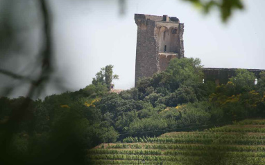 Vistas desde el viñedo