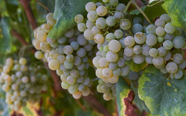 Uvas Albariño