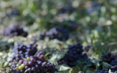 Uvas antes de la vinificación