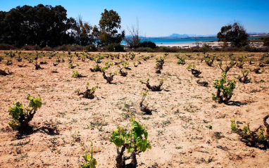 Viñedo a orillas del mar