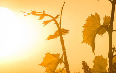 Pámpanas al sol