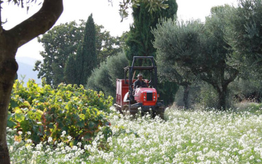 Tractor en los viñedos