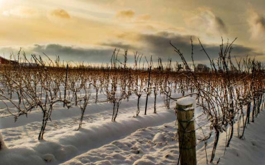 Nieve en los viñedos