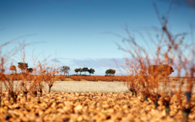 Viñedo Pintia