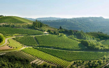 Vista de los viñedos de Pio Cesare