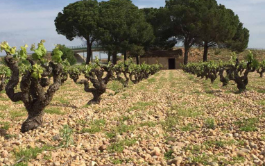 Viñedo de Ponce con cubierta vegetal