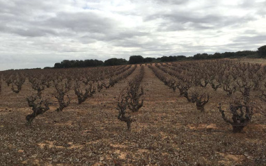 Viñas en vaso