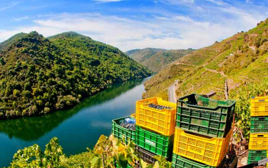 Vendimia heroica en Ribeira Sacra