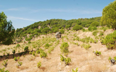 Cepas en San Bartolomé de Pinares