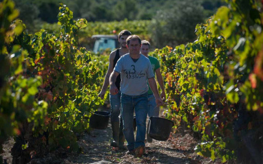 Vendimiadores en Château Puech Haut