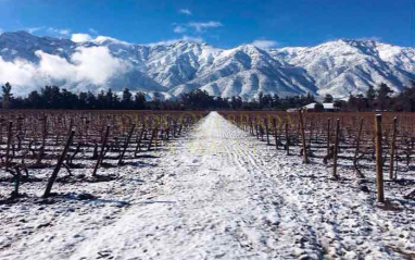 El invierno en los viñedos