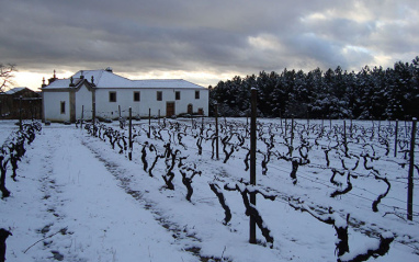 Viñedo nevado