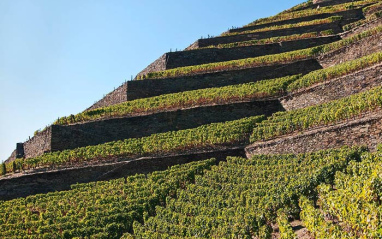 Viñedos en pendiente