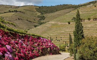 En sinuosas terrazas crecen sus vides