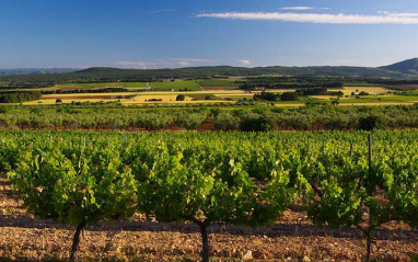 Viñedos para su tinto DOS