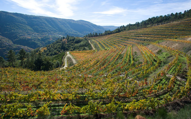 Vista de los viñedos