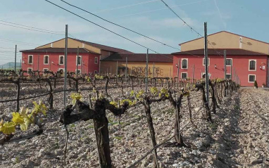 Cepas con bodega al fondo