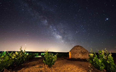 Viñedo de noche