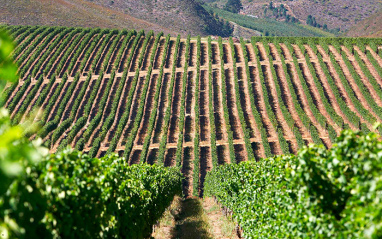 Paisaje de viñedos