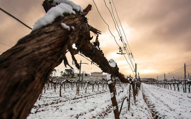 Viñedos nevados