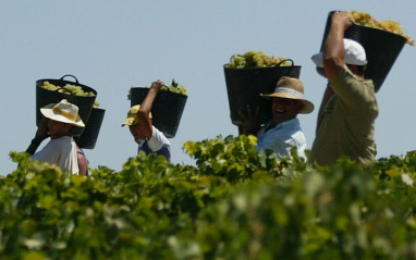 Viñedos de Hidalgo La Gitana