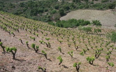 Viñedo en el Priorat