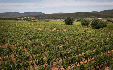 Extenso paraje de viñedos