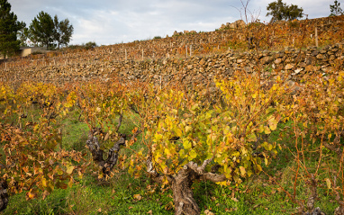 Viñedos de Alentejo